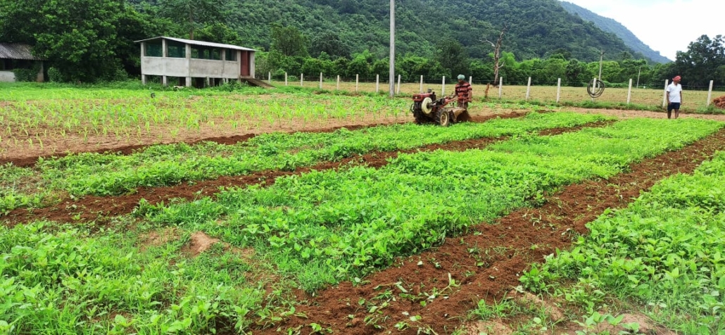 AGRICULTURE, FOOD & LIVELIHOODS