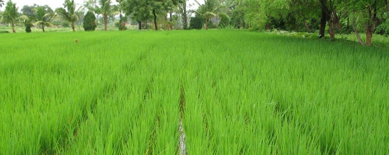 Center for Agriculture